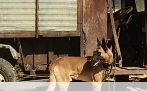 拉布拉多犬饲养秘籍：健康成长快步走