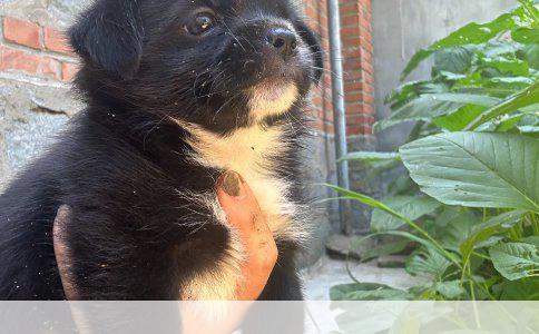 全球狗狗品种的多样性与丰富性