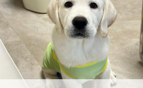 黄白边境牧羊犬与咖啡色配种指南