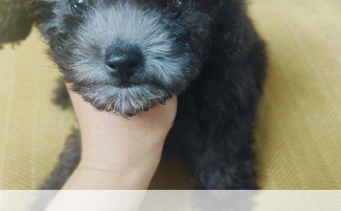 金毛犬日常饲养费用分析