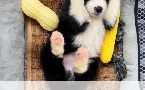 狗狗皮肤病与剃毛治疗的考量