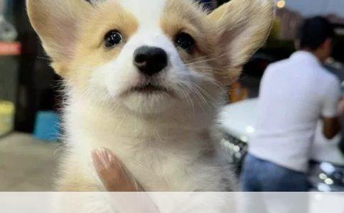 狗狗一次美容服务的价格解析