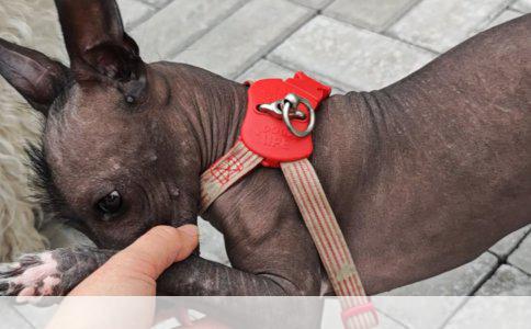 旅行社业务经营许可证的取得与有效期管理