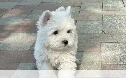 笑翻三国淮安配音，方言魅力尽显搞笑魅力