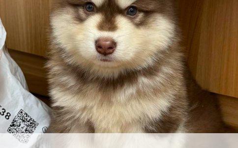 狗狗真菌细菌皮肤病的预防与治疗方法