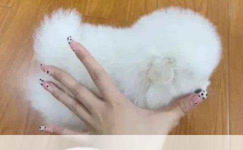 小狗驱虫后过敏反应解析