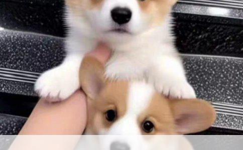 探究犬类性情：小型犬中的温和静逸类型