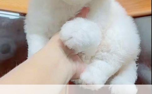 关于正确引导犬只行为，杜绝训练狗咬人现象的探讨