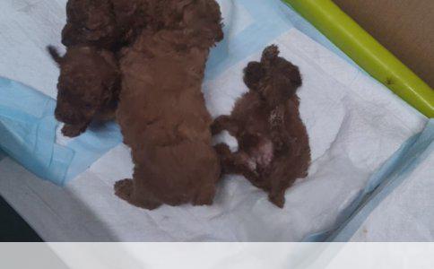 喂养刚断奶的萨摩耶犬的步骤与注意事项