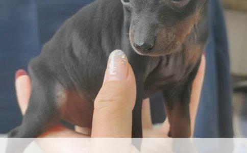 科学选狗的指南：专业步骤与您同行