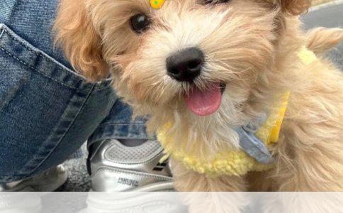 金毛犬一年后仍需训练：方法与建议