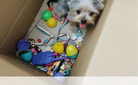 母猫绝育手术伤口大小分析