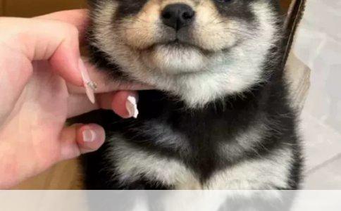 训练比熊狗大小便的步骤详解