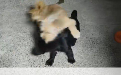 LOL新手如何用好男枪攻略