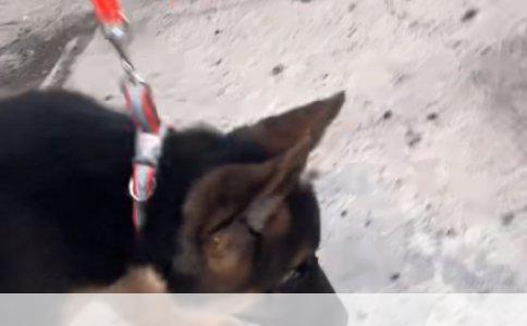 中熟西瓜品种探析