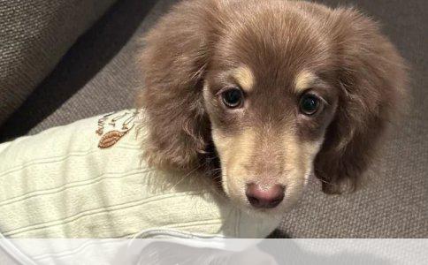 精心照料，为爱宠二月大贵宾犬开启成长之旅